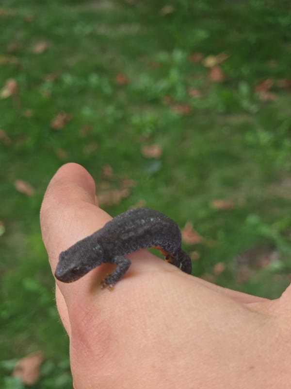 Found this cutie in the pond! (2 of 2)