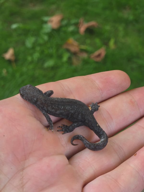 Found this cutie in the pond! (1 of 2)